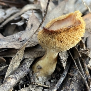 Hydnum 'repandum group' at Bango, NSW - 26 Aug 2022