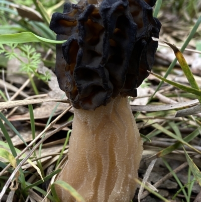 Morchella elata group (Morel) at Bango Nature Reserve - 30 Sep 2022 by AJB