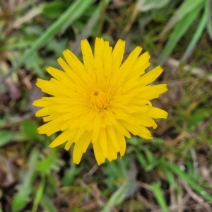 Hypochaeris radicata at Mitchell, ACT - 13 Oct 2022 12:40 PM