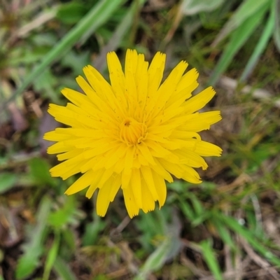 Hypochaeris radicata (Cat's Ear, Flatweed) at Mitchell, ACT - 13 Oct 2022 by trevorpreston