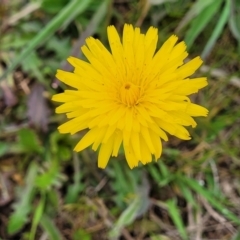 Hypochaeris radicata at Mitchell, ACT - 13 Oct 2022 12:40 PM