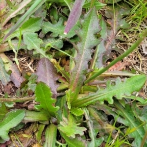 Hypochaeris radicata at Mitchell, ACT - 13 Oct 2022 12:40 PM