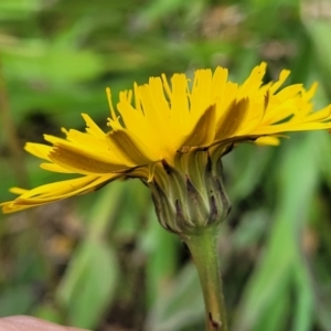 Hypochaeris radicata at Mitchell, ACT - 13 Oct 2022 12:40 PM