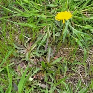 Hypochaeris radicata at Mitchell, ACT - 13 Oct 2022 12:40 PM