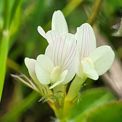 Trifolium subterraneum (Subterranean Clover) at Mitchell, ACT - 13 Oct 2022 by trevorpreston