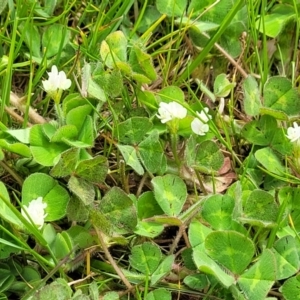 Trifolium subterraneum at Mitchell, ACT - 13 Oct 2022