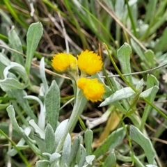 Chrysocephalum apiculatum at Mitchell, ACT - 13 Oct 2022 12:46 PM