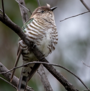 Chrysococcyx lucidus at Hackett, ACT - 13 Oct 2022