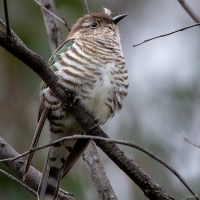 Chrysococcyx lucidus (Shining Bronze-Cuckoo) at Mount Majura - 13 Oct 2022 by Boagshoags