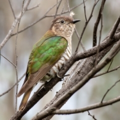 Chrysococcyx lucidus at Hackett, ACT - 13 Oct 2022