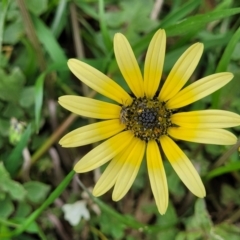 Arctotheca calendula (Capeweed, Cape Dandelion) at Crace Grasslands - 13 Oct 2022 by trevorpreston