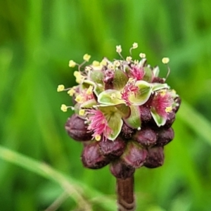 Sanguisorba minor at Mitchell, ACT - 13 Oct 2022 12:58 PM