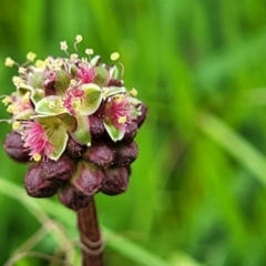 Sanguisorba minor at Mitchell, ACT - 13 Oct 2022 12:58 PM