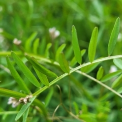 Vicia disperma at Mitchell, ACT - 13 Oct 2022