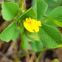 Medicago polymorpha at Mitchell, ACT - 13 Oct 2022