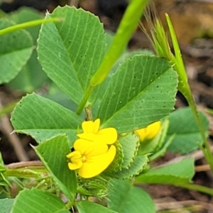 Medicago polymorpha at Mitchell, ACT - 13 Oct 2022