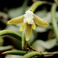 Dockrillia striolata (Streaked Rock Orchid) at Mittagong, NSW - 13 Oct 2022 by Snowflake