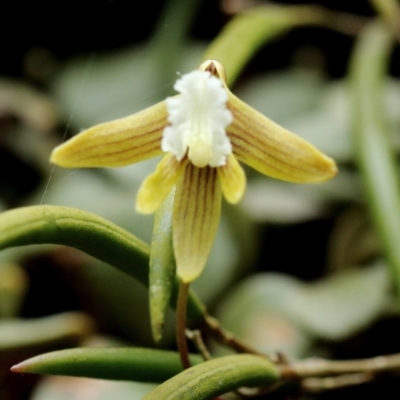 Dockrillia striolata (Streaked Rock Orchid) at Mittagong, NSW - 13 Oct 2022 by Snowflake