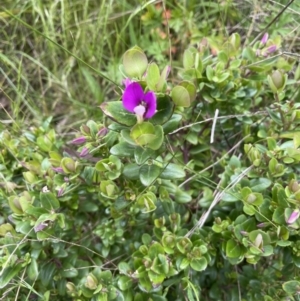 Polygala myrtifolia at Hackett, ACT - 13 Oct 2022