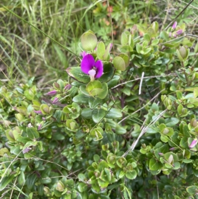 Polygala myrtifolia (Myrtle-leaf Milkwort) at Hackett, ACT - 12 Oct 2022 by cmobbs