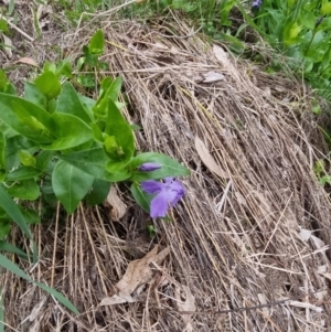 Vinca major at Bungendore, NSW - 12 Oct 2022 06:27 PM