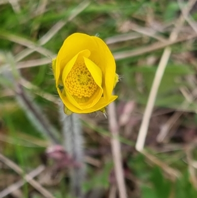 Ranunculus lappaceus (Australian Buttercup) at Bungendore, NSW - 12 Oct 2022 by clarehoneydove