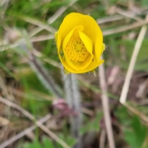 Ranunculus lappaceus at Bungendore, NSW - 12 Oct 2022