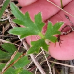 Ranunculus lappaceus at Bungendore, NSW - 12 Oct 2022