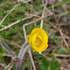 Ranunculus lappaceus at Bungendore, NSW - 12 Oct 2022