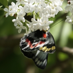 Delias harpalyce (Imperial Jezebel) at Hall, ACT - 12 Oct 2022 by apurdam