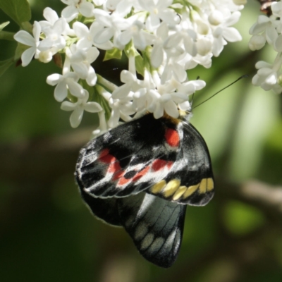 Delias harpalyce (Imperial Jezebel) at Hall, ACT - 11 Oct 2022 by apurdam