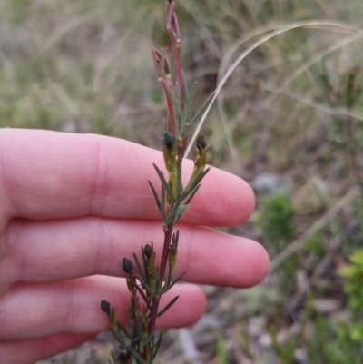 Gompholobium sp. (A Wedge Pea) at Bungendore, NSW - 12 Oct 2022 by clarehoneydove