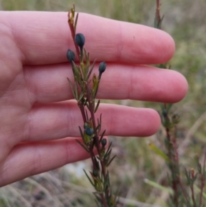 Gompholobium sp. at Bungendore, NSW - 12 Oct 2022