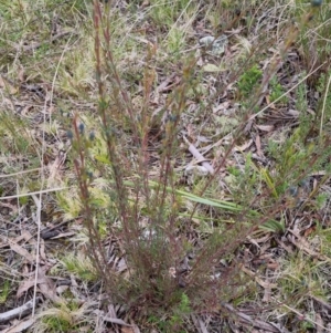 Gompholobium sp. at Bungendore, NSW - 12 Oct 2022 05:58 PM