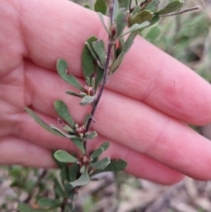 Hibbertia obtusifolia at Bungendore, NSW - 12 Oct 2022