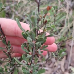 Hibbertia obtusifolia at Bungendore, NSW - 12 Oct 2022