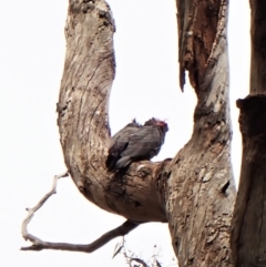 Callocephalon fimbriatum (Gang-gang Cockatoo) at Aranda Bushland - 13 Oct 2022 by CathB