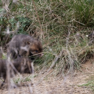 Vulpes vulpes (Red Fox) at Jerrabomberra, ACT - 2 Oct 2022 by JRCNM