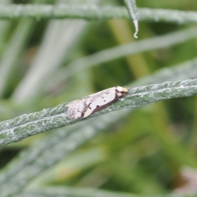 Philobota lysizona (A concealer moth) at Tuggeranong Hill - 12 Oct 2022 by RAllen