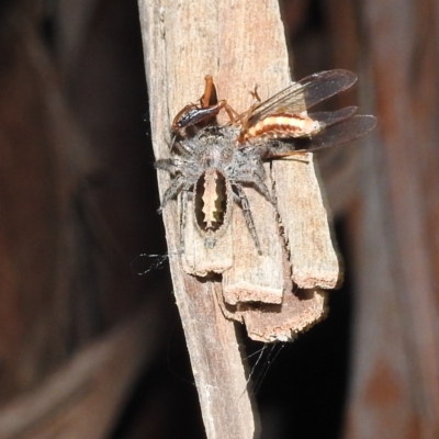 Sandalodes superbus (Ludicra Jumping Spider) at Kambah, ACT - 12 Oct 2022 by HelenCross