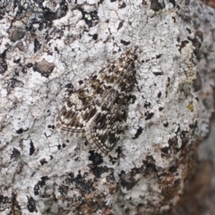 Scoparia syntaracta (A Pyralid moth) at Tuggeranong Hill - 12 Oct 2022 by RAllen