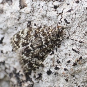 Scoparia syntaracta at Theodore, ACT - 12 Oct 2022