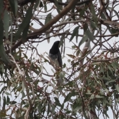 Coracina papuensis (White-bellied Cuckooshrike) at Tuggeranong Hill - 12 Oct 2022 by RAllen