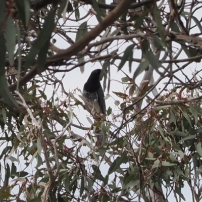 Coracina papuensis (White-bellied Cuckooshrike) at Theodore, ACT - 12 Oct 2022 by RAllen