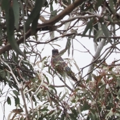 Coracina papuensis at Theodore, ACT - 12 Oct 2022