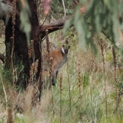Notamacropus rufogriseus (Red-necked Wallaby) at Tuggeranong Hill - 12 Oct 2022 by RAllen