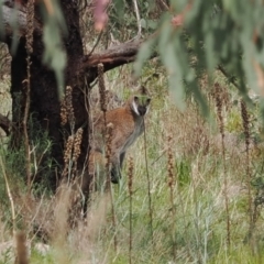 Notamacropus rufogriseus (Red-necked Wallaby) at Conder, ACT - 12 Oct 2022 by RAllen