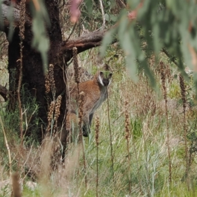 Notamacropus rufogriseus (Red-necked Wallaby) at Tuggeranong Hill - 12 Oct 2022 by RAllen