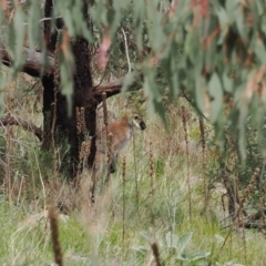 Notamacropus rufogriseus at Conder, ACT - 12 Oct 2022