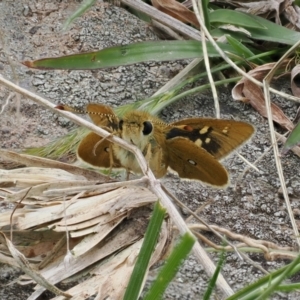 Trapezites luteus at Theodore, ACT - 12 Oct 2022